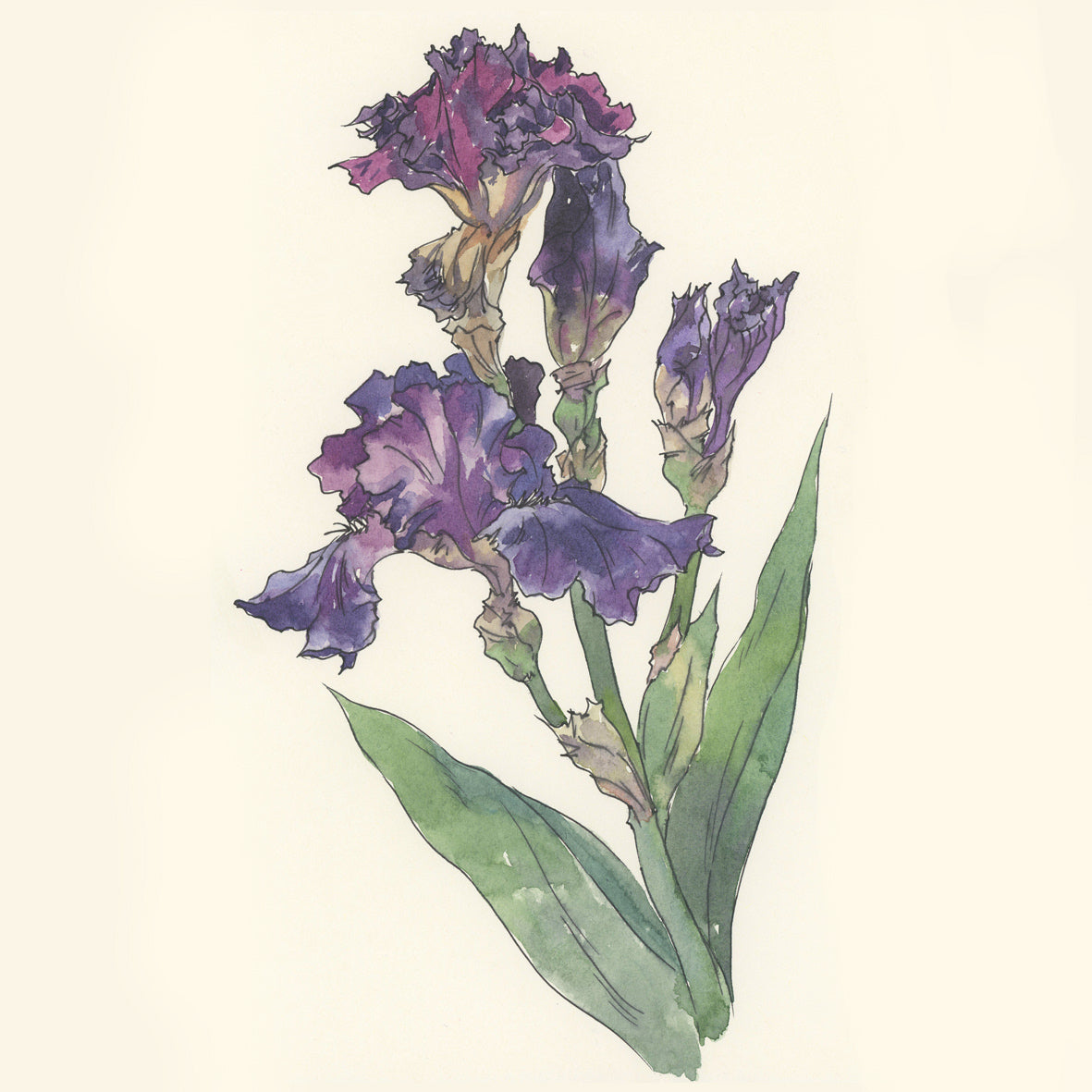 Watercolor Paints – Honey Edition – Flora – (12 colors with box) H15