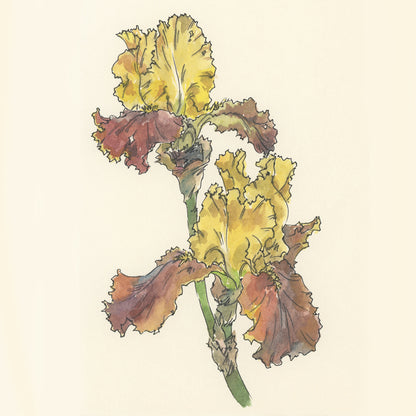 Watercolor Paints – Honey Edition – Flora – (12 colors with box) H15